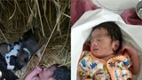 Vánoční zázrak: Opuštěné miminko zachránila fenka tím, že ho zahřála mezi svými štěňaty