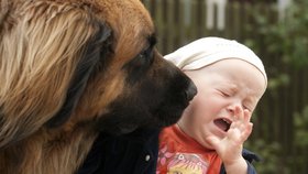 Snažte se vychovat psa tak, aby měl děti rád. Před cizím psem se radši mějte na pozoru, není ale třeba zbytečně reakce přehánět.