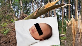 Těhotnou matku zabil padající strom. Dítě se podařilo zachránit, ale je v kritickém stavu.