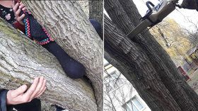 Hasiči vyprostili dívce nohu uvízlou ve stromu.