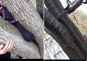 Hasiči vyprostili dívce nohu uvízlou ve stromu.