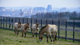 ZOO Praha představila projekt chovu koní Převalského na Dívčích hradech.