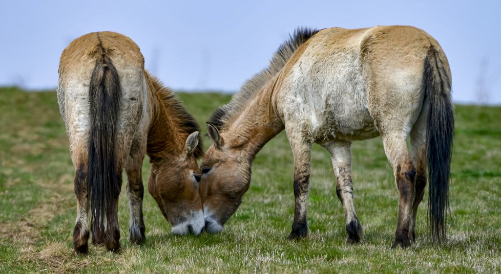 ZOO Praha představila projekt chovu koní Převalského na Dívčích hradech.