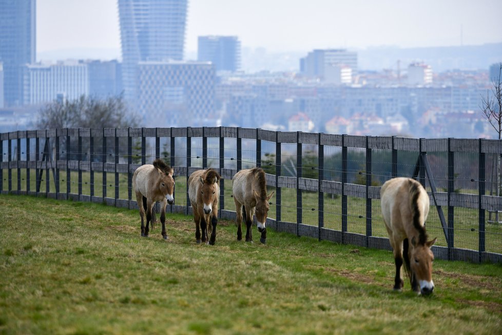 ZOO Praha představila projekt chovu koní Převalského na Dívčích hradech.