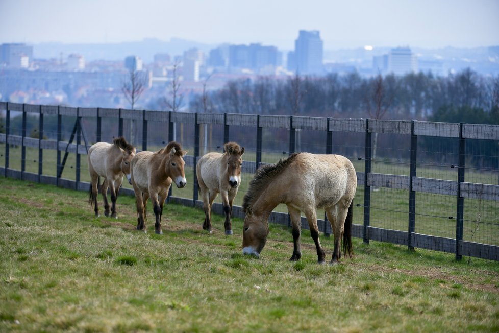 ZOO Praha představila projekt chovu koní Převalského na Dívčích hradech.