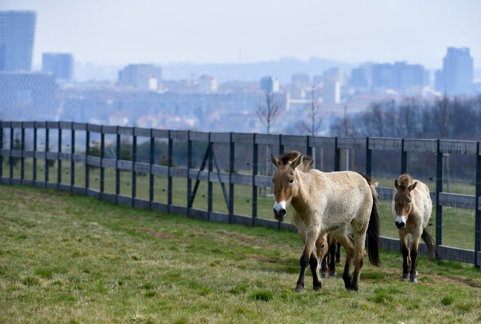 ZOO Praha představila projekt chovu koní Převalského na Dívčích hradech.