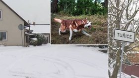 Dívku (4) v Tuřicích na dvorku napadli dva psi. Jednalo se o rodinné husky.(uprostřed ilustrančí foto)