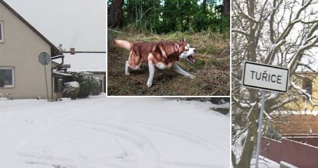 Dva psi v Tuřici napadli dívku (4): Šlo o rodinné husky!