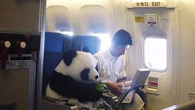 Máte z létání strach? Vemte si s sebou třeba pandu!