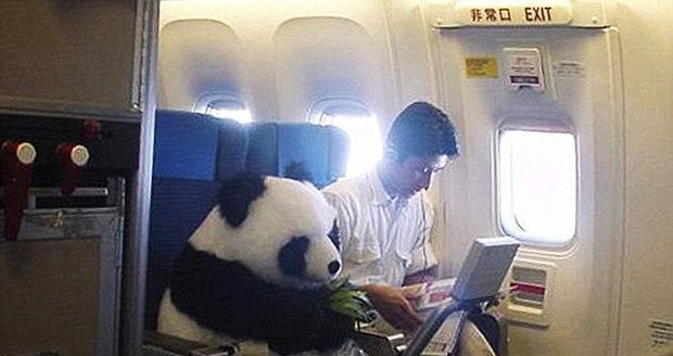 Máte z létání strach? Vezměte si s sebou třeba pandu!