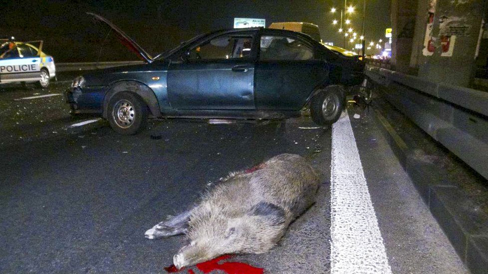 Stádo divočáků způsobilo před rokem na pražské Štěrboholské radiále dopravní kolaps.