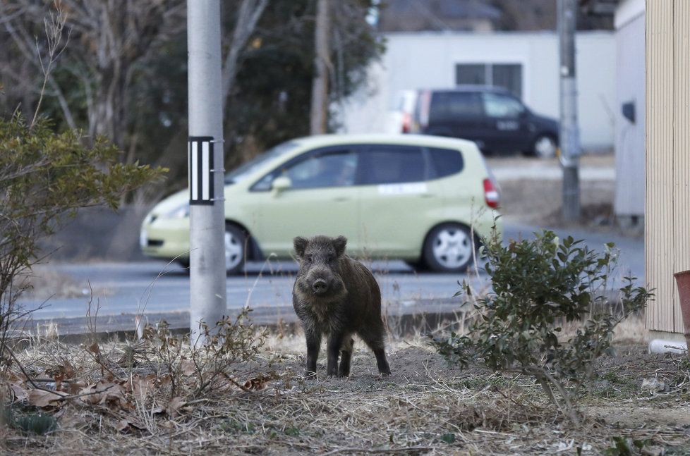 Opuštěnou Fukušimu ovládly gangy divočáků. Podle lovců není jasné, jestli městu vládnou lidé, nebo prasata.