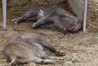 17 mrtvých divočáků na Zlínsku: Testují je na mor. Rusko stoplo dovoz