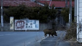 Opuštěnou Fukušimu ovládly gangy divočáků. Podle lovců není jasné, jestli městu vládnou lidé, nebo prasata.