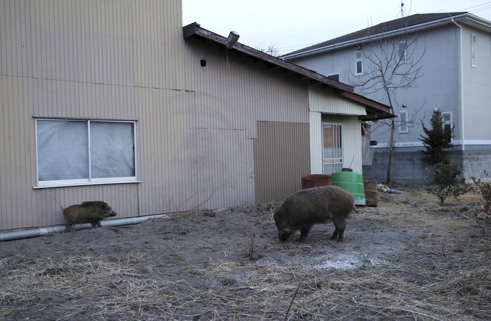 Opuštěnou Fukušimu ovládly gangy divočáků. Podle lovců není jasné, jestli oblasti vládnou lidé nebo prasata.