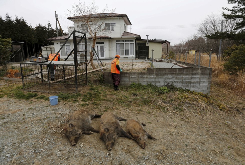 Opuštěnou Fukušimu ovládly gangy divočáků. Podle lovců není jasné, jestli oblasti vládnou lidé nebo prasata.