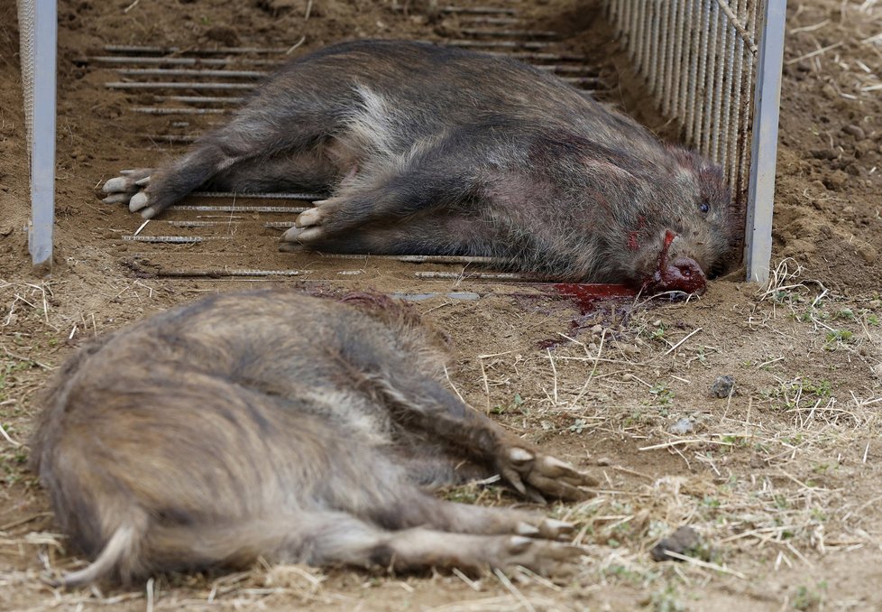 Opuštěnou Fukušimu ovládly gangy divočáků. Podle lovců není jasné, jestli oblasti vládnou lidé nebo prasata.