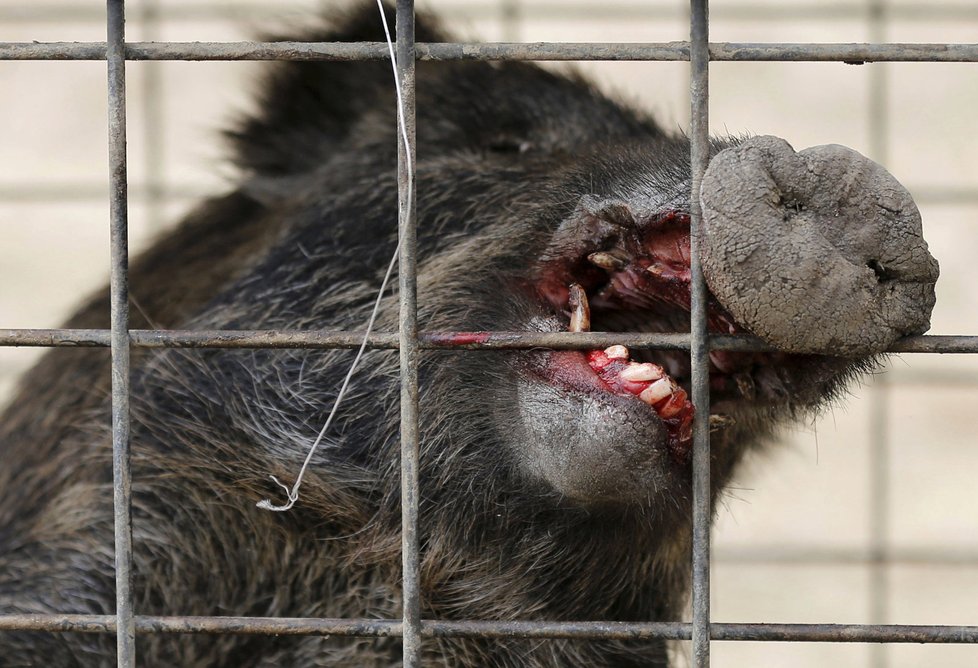 Opuštěnou Fukušimu ovládly gangy divočáků. Podle lovců není jasné, jestli městu vládnou lidé, nebo prasata