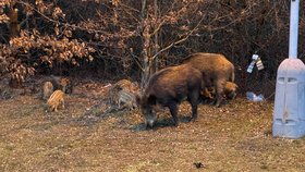 Rodinka divokých prasat se pohybovala v areálu Nemocnice Na Homolce. (18. března 2021)