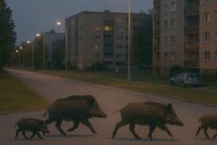 V Hodoníně pobíhají divočáci! Policisté je budou plašit