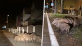 Mostem se prohání divoká prasata! Co proti jejich přemnožení plánuje vedení města?
