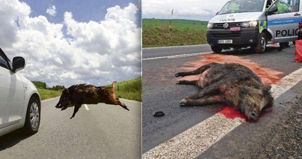Zvířat na silnicích přibývá: Nejnebezpečnější jsou divočáci.