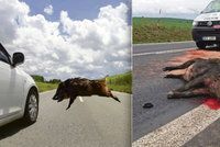 Řidiči, brzděte! Zvířat na silnicích přibývá: Nejnebezpečnější jsou divočáci