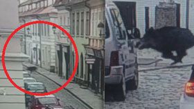 Hon na divočáka v centru Budějovic! Prase vlítlo do obchodu a zranilo ženu.