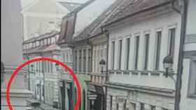 Hon na divočáka v centru Budějovic! Prase vlítlo do obchodu a zranilo ženu.