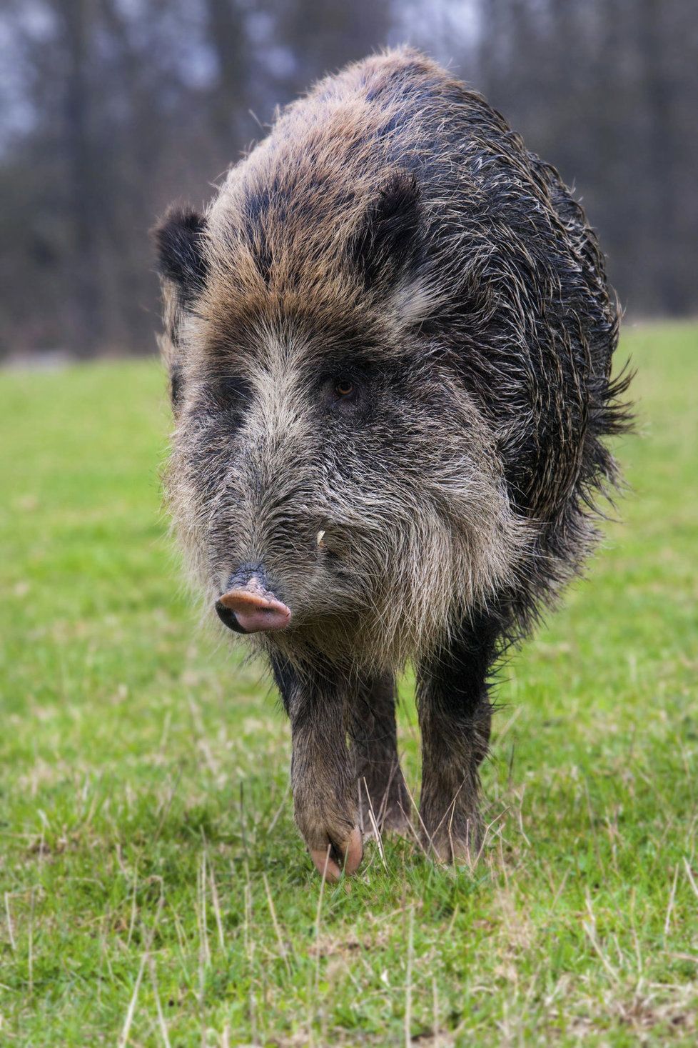 Divoké prase zabloudilo do zoologické zahrady ve Zlíně.