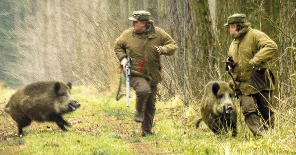 Myslivcům hrozí pokuta, když neuloví dost prasat. Zabíjet budou i víc lišek