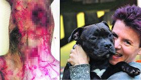 Obyvatelé Černého Mostu mají strach. Po okolí se potuluje divočák, který v sobotu 8. října potrhal a vykastroval psa.