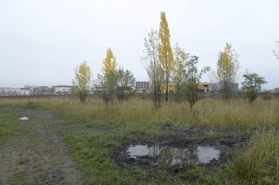 Obyvatelé Černého Mostu mají strach. Po okolí se potuluje divočák, který v sobotu 8. října potrhal a vykastroval psa.