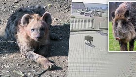 Nečekaného návštěvníka měli včera ve zlínské zoo. Hlavním vchodem tam zamířil divočák!