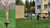 Torzo divočáka mezi paneláky: Muž v Olomouci boural prase zavěšené na sušáku
