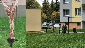 Torzo divočáka mezi paneláky: Muž v Olomouci boural prase zavěšené na sušáku
