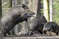 Nadržený a smradlavý divočák děsí Václavovice: Troufne si na lidi i psy!