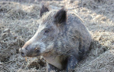 Ze 115 uhynulých potvrdili veterináři v zamořené oblasti nemoc u 72 divočáků.