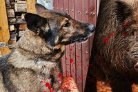 Divočák na Klatovsku napadl policejního psa: Odhodil ho na koleje a potrhal břicho!
