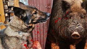 Divočák na Klatovsku napadl policejního psa: Odhodil ho na koleje a potrhal břicho!