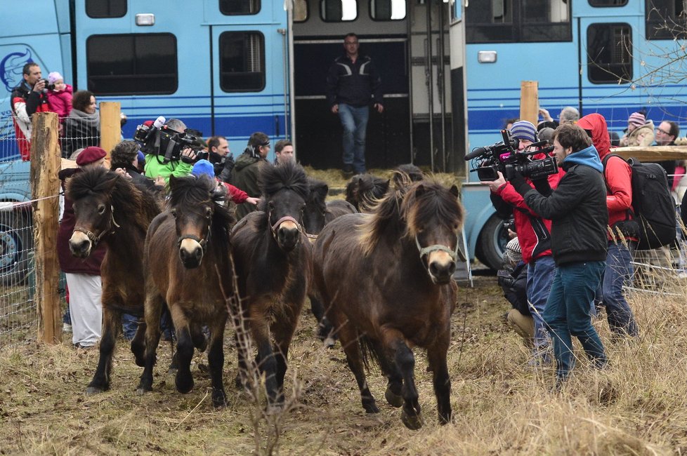 Koně přicestovali do Milovic v lednu.