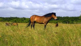 Celkem 11 divokých koní dovezených z Anglie se postupně zabydlí ve dvou lokalitách na 70 hektarech v Národním parku Podyjí.