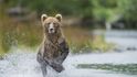 Medvěd lovící v řece na ostrově Kodiak Aljaška