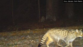 Pohyb kočky divoké u fotopasti na Šumavě