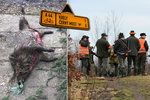 Na Černém Mostě, v Horních Počernicích a v okolí Běchovic myslivci pořádali hon na divoká prasata.