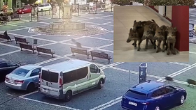 Centrem České Lípy se prohnala skupinka mladých divokých prasat, zatoulala se i do divadla.