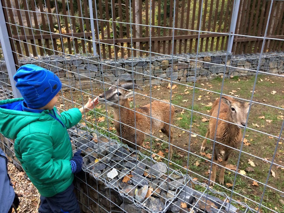 Přijďte o třetí adventní neděli udělat radost zvířatům zookoutku v Malé Chuchli.