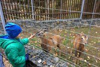 Hostivařský lesopark má novou Divokou zahradu: Obývají ji handicapovaná zvířata