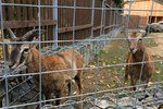 Přijďte o třetí adventní neděli udělat radost zvířatům zookoutku v Malé Chuchli.