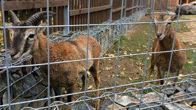 Přijďte o třetí adventní neděli udělat radost zvířatům zookoutku v Malé Chuchli.